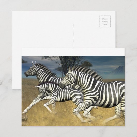 Racing Stripes - Zebra Briefkaart (Voorkant / Achterkant)
