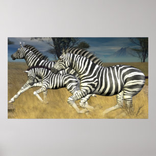 Racingstrips — Afdruk van Zebra Poster
