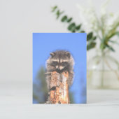 Racon Stump Briefkaart (Staand voorkant)