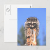 Racon Stump Briefkaart (Voorkant / Achterkant)