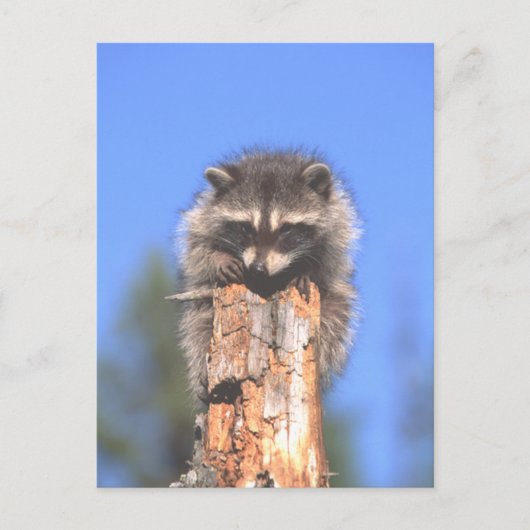 Racon Stump Briefkaart (Voorkant)