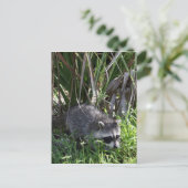 Racoon Baby Briefkaart (Staand voorkant)