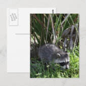 Racoon Baby Briefkaart (Voorkant / Achterkant)