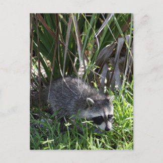 Racoon Baby Briefkaart