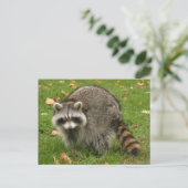 Racoon Briefkaart (Staand voorkant)