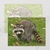 Racoon Briefkaart (Voorkant / Achterkant)