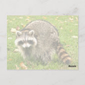 Racoon Briefkaart (Achterkant)