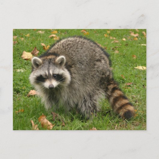 Racoon Briefkaart (Voorkant)