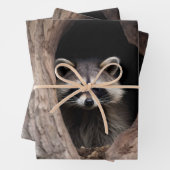 Racoon in boomgrot inpakpapier vel (In situ)