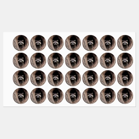 Racoon in boomgrot labels (Vel)