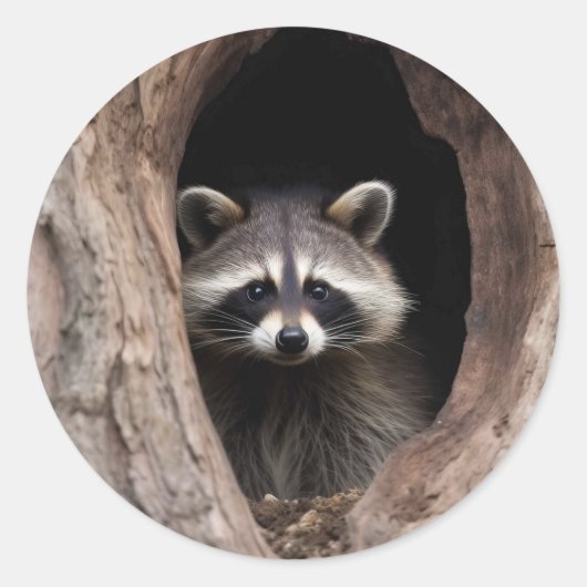 Racoon in boomgrot ronde sticker (Voorkant)