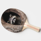 Racoon in boomgrot tafeltennisbatje (Zijkant)