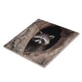 Racoon in boomgrot tegeltje (Zijkant)