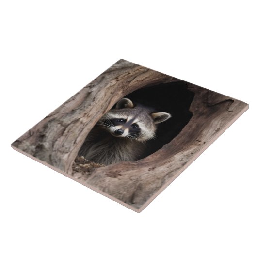 Racoon in boomgrot tegeltje (Zijkant)