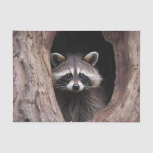 Racoon in boomgrot tissuepapier (Voorkant)