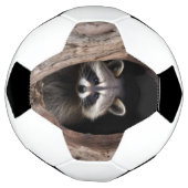 Racoon in boomgrot voetbal (Gedraaid)