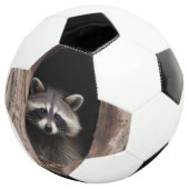 Racoon in boomgrot voetbal (Drie kwart)