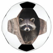Racoon in boomgrot voetbal (Voorkant)