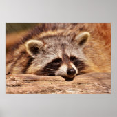 Racoon Poster (Voorkant)