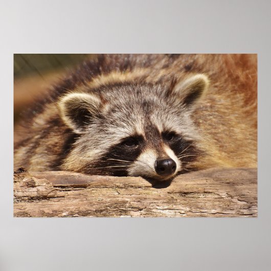 Racoon Poster (Voorkant)