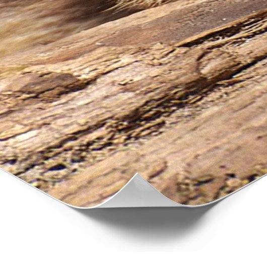 Racoon Poster (Hoek)