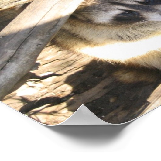 Racoon Poster (Hoek)