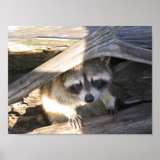Racoon Poster (Voorkant)