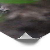 Racoon Poster (Hoek)