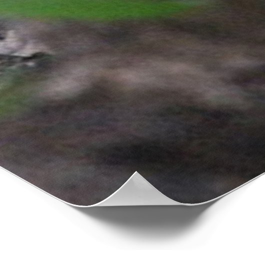 Racoon Poster (Hoek)