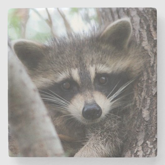 Racoon Stenen Onderzetter (Voorkant)