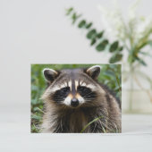 Racoon uitziend briefkaart (Staand voorkant)