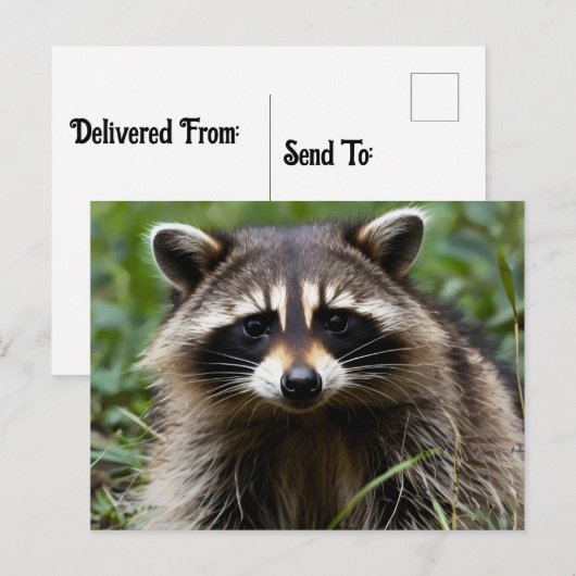 Racoon uitziend briefkaart (Voorkant / Achterkant)