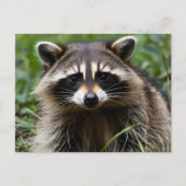 Racoon uitziend briefkaart (Voorkant)