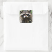 Racoon uitziend vierkante sticker (Tas)