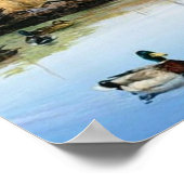 Racoons betreden de Duck Pond Poster (Hoek)