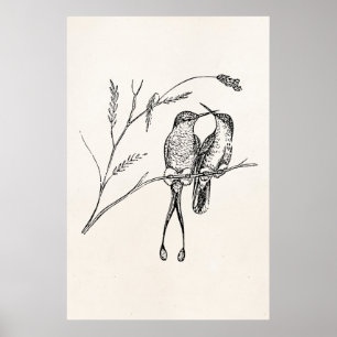 Racquet Tail Hummingbird Personalized Bird Poster