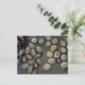 Radiaatlimpet (Cellana radians) Shell Briefkaart (Staand voorkant)