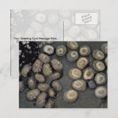 Radiaatlimpet (Cellana radians) Shell Briefkaart (Voorkant / Achterkant)