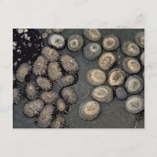 Radiaatlimpet (Cellana radians) Shell Briefkaart (Voorkant)