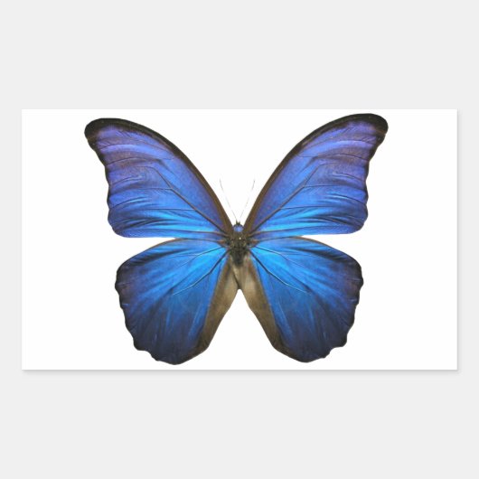 Radiant Blue Butterfly Rechthoekige Sticker (Voorkant)
