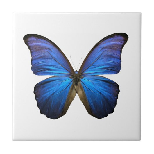 Radiant Blue Butterfly Tegeltje (Voorkant)