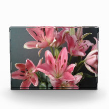 Radiant Grace: roze lelies in bloei