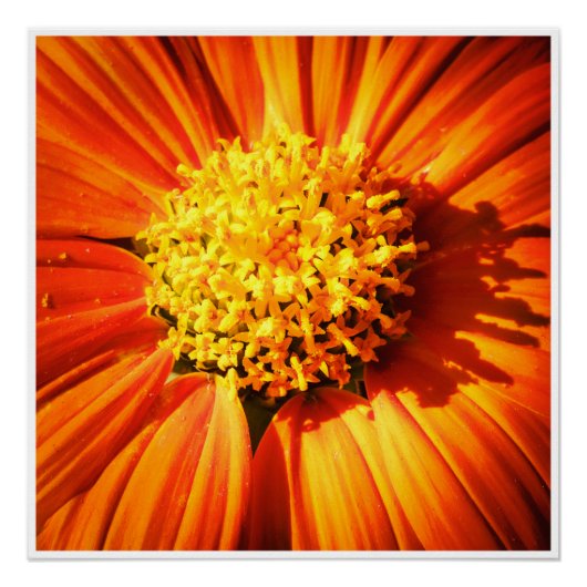 Radiant Orange Flower Detailed Botanical Art Print Perfect Poster (Voorkant)