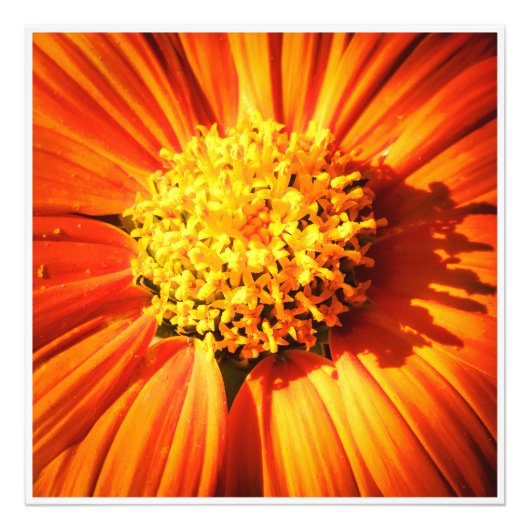 Radiant Orange Flower Macro Wall Art Print Photo Foto Afdruk (Voorkant)