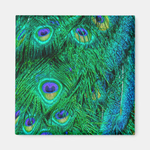 Radiant Peacock Feathers Fotoontwerp Magneet
