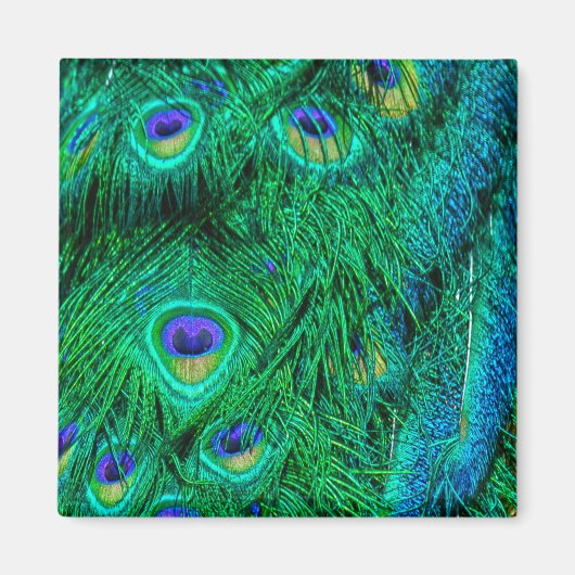 Radiant Peacock Feathers Fotoontwerp Magneet (Voorkant)