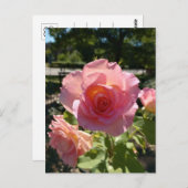 Radiant Pink Tea Roos Briefkaart (Voorkant / Achterkant)