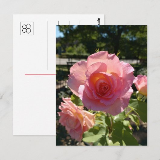 Radiant Pink Tea Roos Briefkaart (Voorkant / Achterkant)