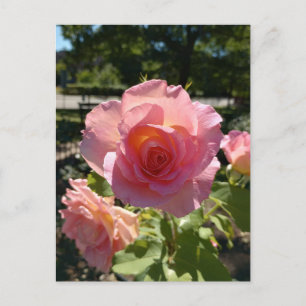 Radiant Pink Tea Roos Briefkaart