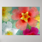 Radiant Primrose Poster (Voorkant)